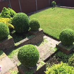 pruned bushes