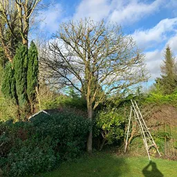 tree and ladder in a garden