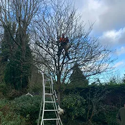 man up a tree