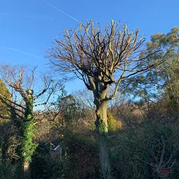 tree in the winter sun