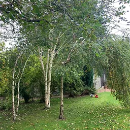 silver birch trees in a garden