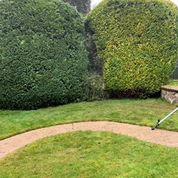 bushes with a path going by them
