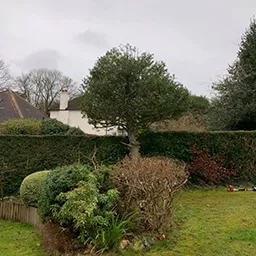 cultivated garden