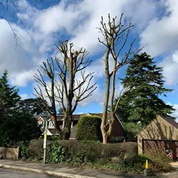 pruned trees
