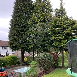 garden with trees