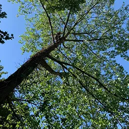 angle of a tree from below looking up