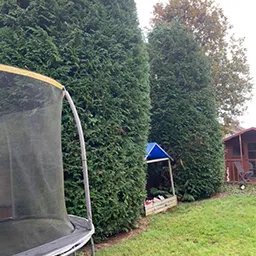 large hedges with a hut in the middle