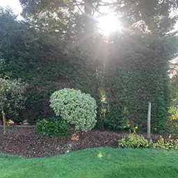 a landscaped garden