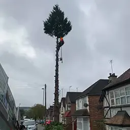tree surgeon up a tree