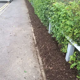 new hedge row and path