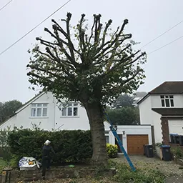 bollard-ed tree