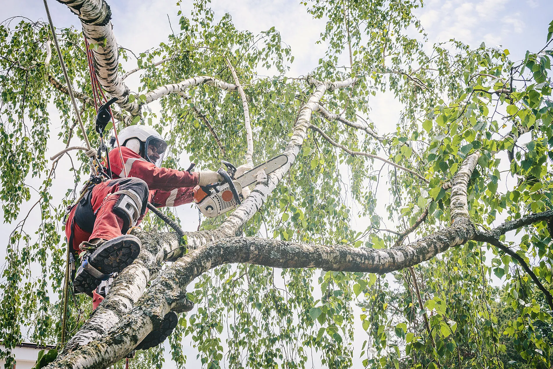 A man with a chainsaw in a tree.