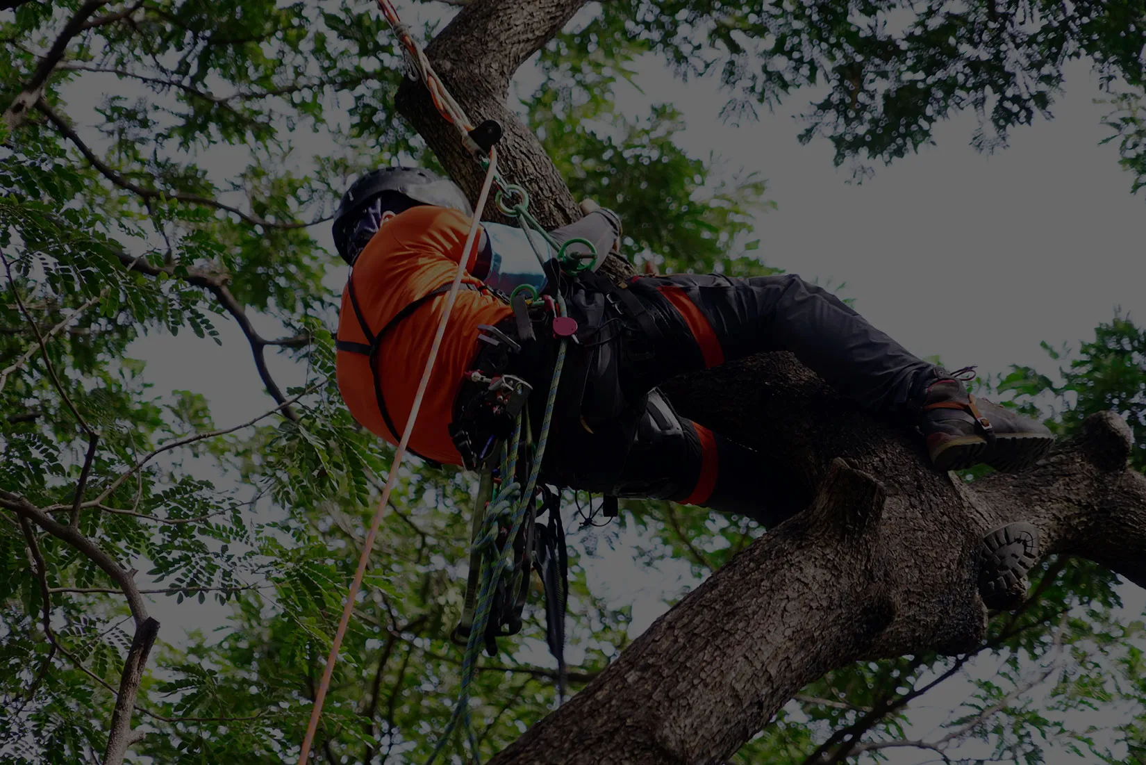 A man climbing up a tree in a forest.